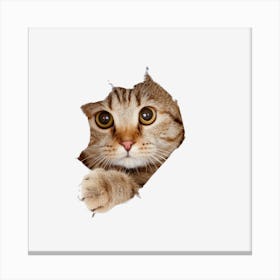 Cat Peeking Out Of Hole Canvas Print