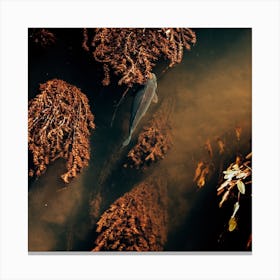 Fish In The Water Canvas Print