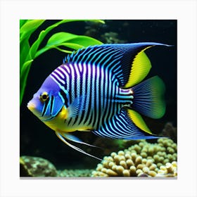 Angelfish 5 Canvas Print