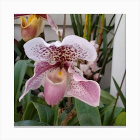 Orchids 14 Canvas Print