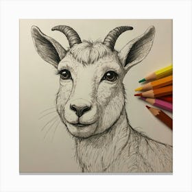 Goat Drawing 19 Canvas Print