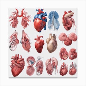 356131 Set Of Human Organs, High Detail, White Background Xl 1024 V1 0 Canvas Print