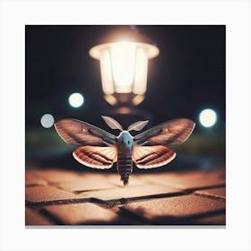 Moth At Night Canvas Print