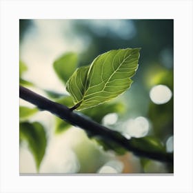 Leaf On A Branch Canvas Print