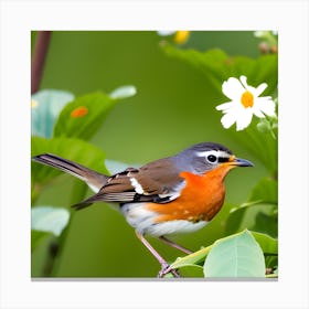 Robin 17 Canvas Print