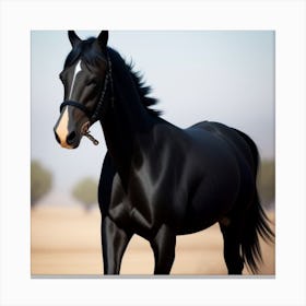 Black Horse Canvas Print