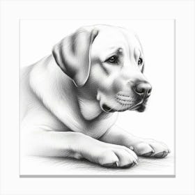 Pencil drawing of Labrador Retriever Dog Canvas Print