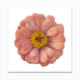 Beautiful Flower design Canvas Print