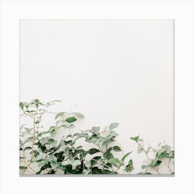 Eucalyptus Plant 1 Canvas Print