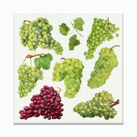 Watercolor Grapes Canvas Print