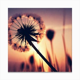 Sunset Dandelion 5 Canvas Print