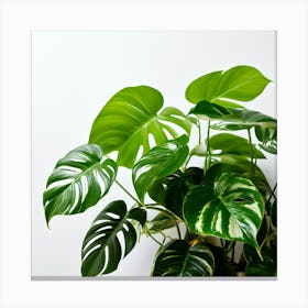 Golden Pothos Plant And White Background(3) Canvas Print