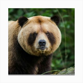 Brown Bear Canvas Print