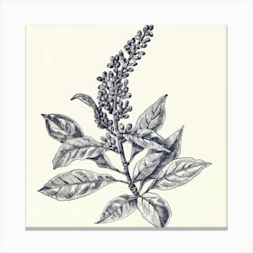 Drawing Of A Plant Canvas Print