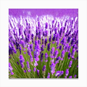 Lavender Field 5 Canvas Print