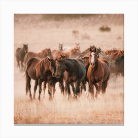 Wild Horse Herd Scenery Canvas Print