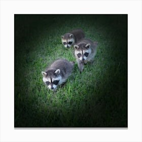 Baby Raccoons Canvas Print