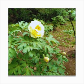 Peony in Japan 22 Canvas Print