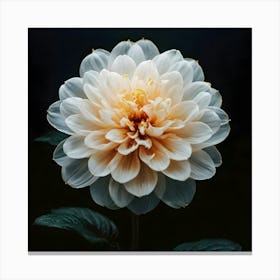 Dahlia Stock Videos & Royalty-Free Footage Canvas Print