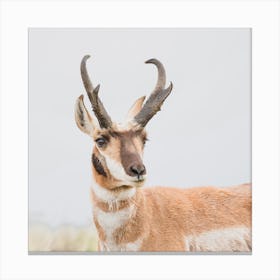 Western Pronghorn Square Canvas Print