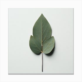 Eucalyptus Leaf 1 Canvas Print