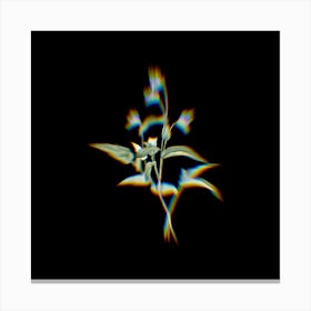 Prism Shift Blue Spiderwort Botanical Illustration on Black n.0133 Canvas Print