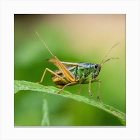 Grasshopper 53 Canvas Print