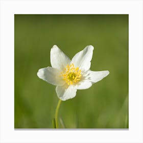 White Anemone Flower Canvas Print