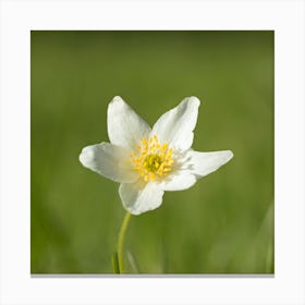 White Anemone Flower Botanical Photography Canvas Print