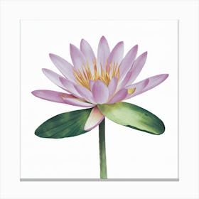 Water Lily Canvas Print