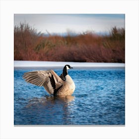 Firefly Head, Lake, Canada, Bird, Outdoors, Canadian Goose, Winter, Resting, Wing, Fowl, Water Bird, (10) Canvas Print