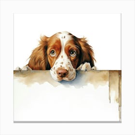 Spaniel Welsh Springer 4 Canvas Print