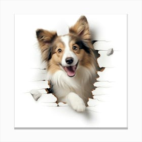 Sheltie Canvas Print