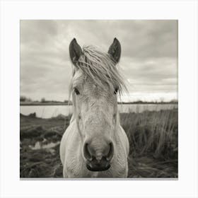 White Horse AT BEACH Canvas Print