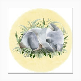 Koala Canvas Print
