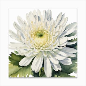 White Chrysanthemum Canvas Print