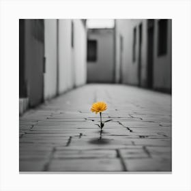 Single Flower In The Street Canvas Print