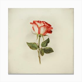 Red Rose 2 Canvas Print