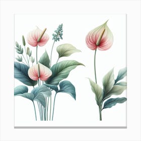 Anthurium Canvas Print