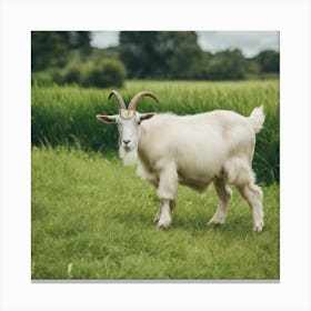 Goat In A Field 7 Canvas Print