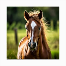 Grass Horse Mammal Animal Head Steady Offspring Beauty Riding Horse Mare Dam Cute Streng (1) Canvas Print