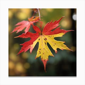 A red maple leaf Canvas Print