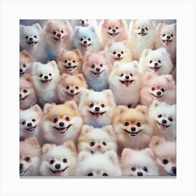 Group Of Pomeranians Canvas Print