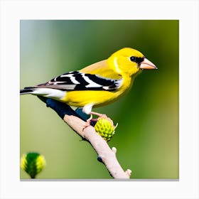 Goldfinch 14 Canvas Print