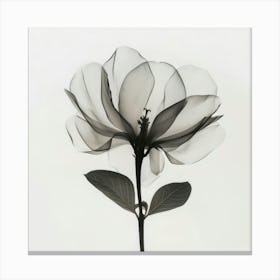 Floral Art 0010 Floral 0010 Botanical Assets 0026 Bp6586 Minimalist Soft Bright X Ray Scandinavian Minimalist P 351053 Canvas Print