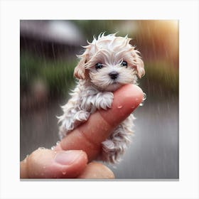 Tiny Puppy In The Rain Canvas Print