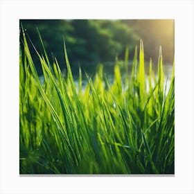 Grass In The Sun 1 Canvas Print