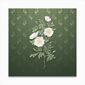 Vintage White Burnet Roses Botanical on Lunar Green Pattern n.2240 Canvas Print