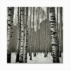 Birch Trees In Winter 4 Canvas Print