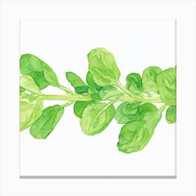 Green Swiss Chard Canvas Print